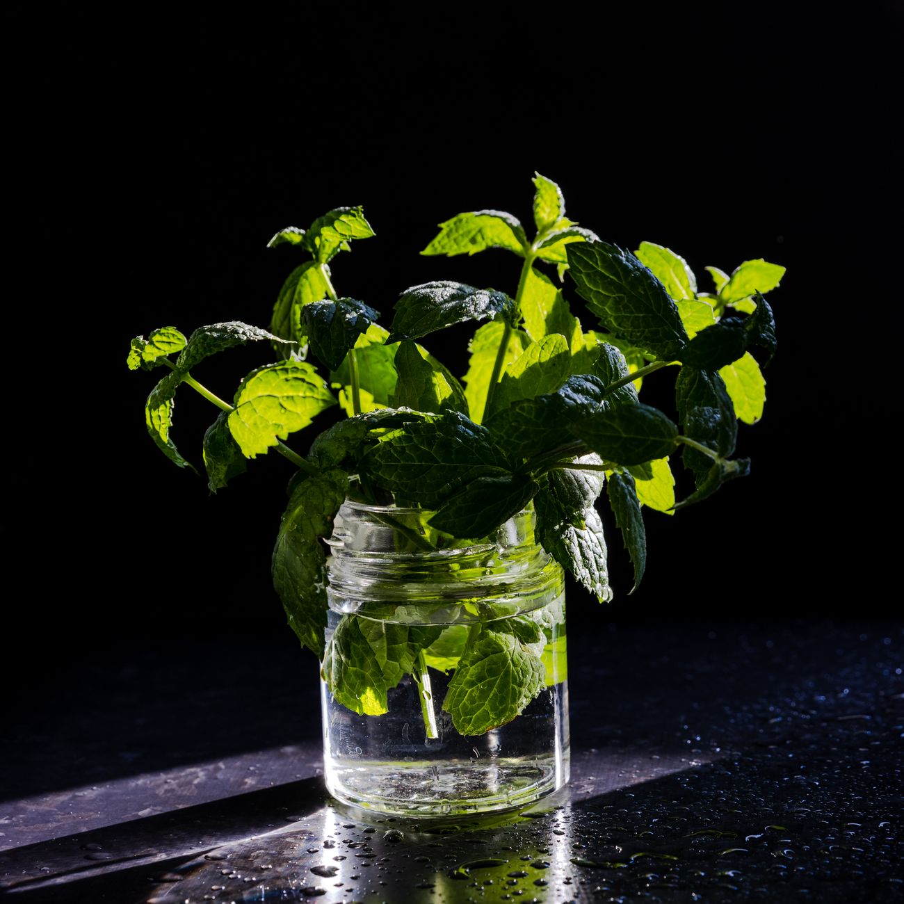 Bosiljak ‘Genovese’