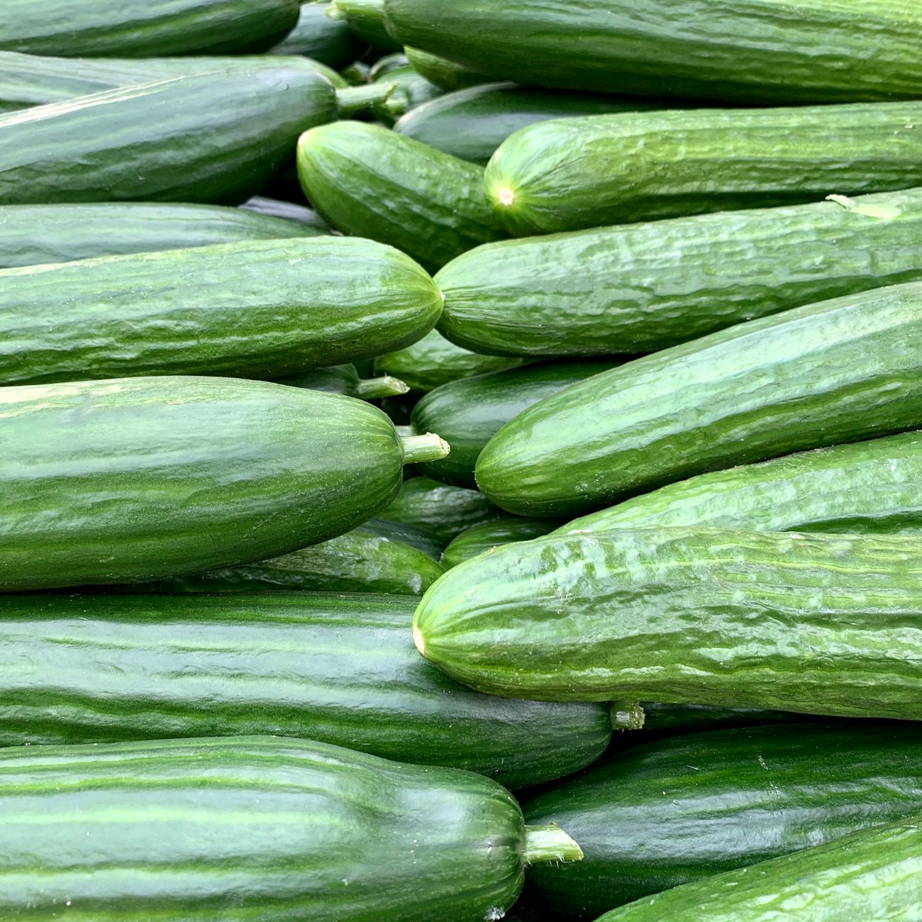 Krastavac salatni ‘Delikates’