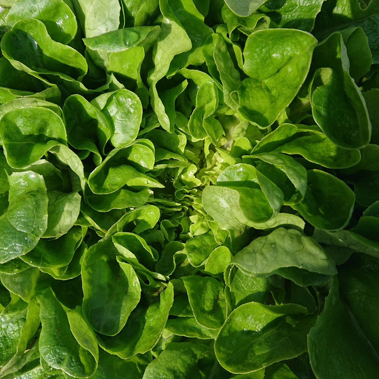 Salata ‘Ljubljanska ledenka’
