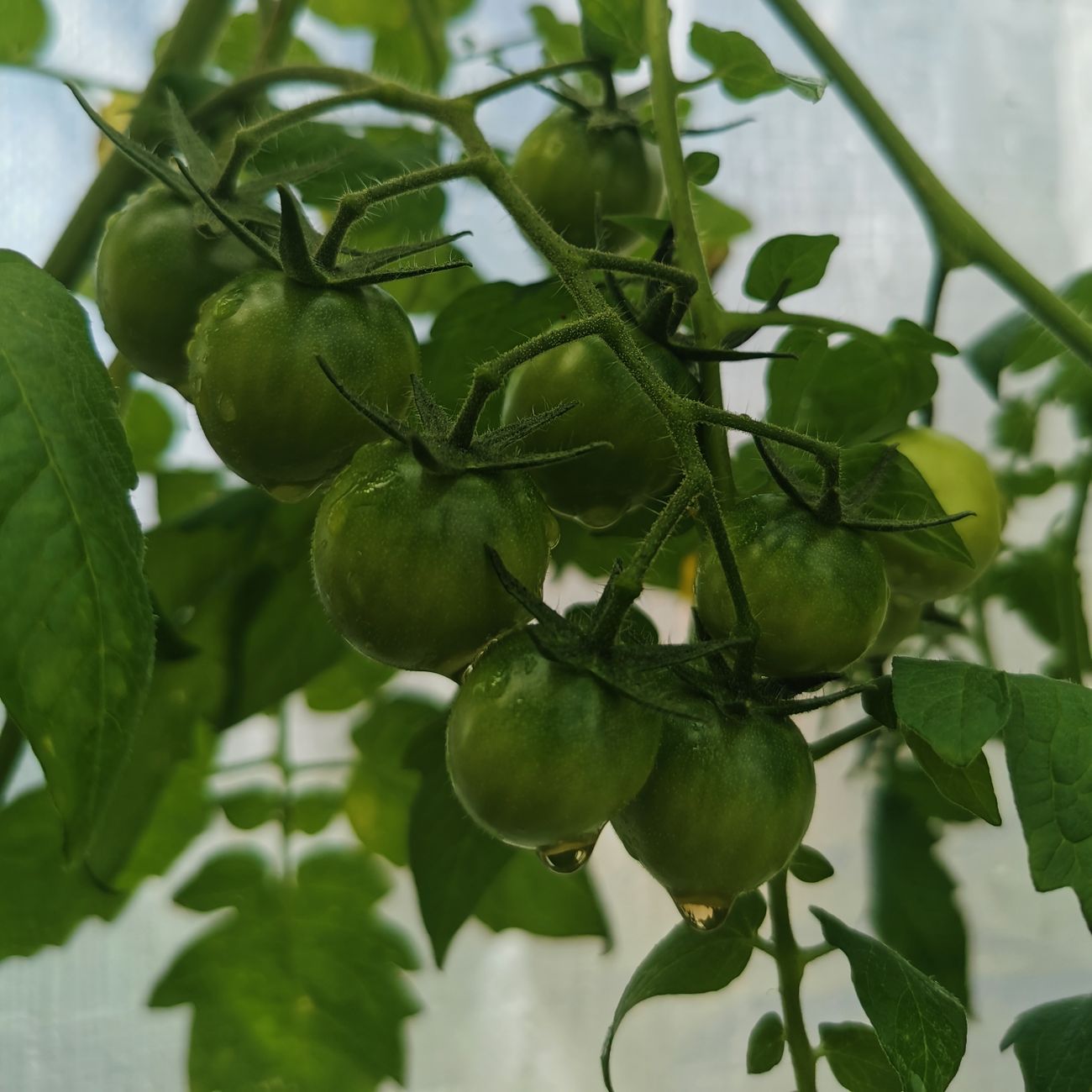 Paprika ‘Kurtovska kapija’
